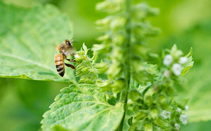 【人気のぷりんセット】えこびとのレトロプリンとはちみつプリン2種セット（計5個） / プリン おやつ はちみつ 洋菓子 デザート / 佐賀県 / 株式会社中村 [41AJCN009]
