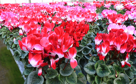 カゴ入りシクラメン 6号鉢 | シクラメン 花苗 フラワー ガーデニング 季節花 埼玉県 上尾市