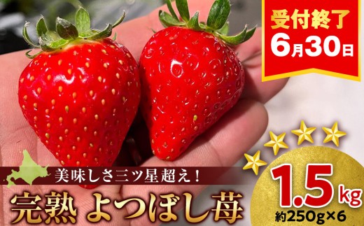 【2026年3月下旬以降発送】北海道産 完熟よつぼし苺(約250g×6パック)