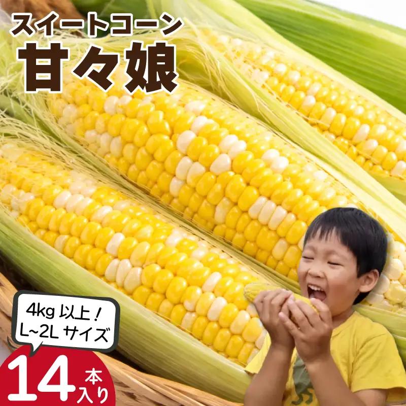 【 とうもろこし 】 甘々娘 4kg以上 とうもろこし