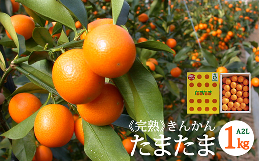 【期間限定発送】 糖度16度以上 きんかん 「たまたま」 1kg A2Lサイズ [農林産物直売所 美郷ノ蔵 宮崎県 美郷町 31ab0062] 金柑 柑橘 果物 フルーツ 国産 九州産 宮崎県産 数量限定