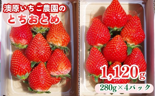
                  栃木のいちご！元祖 「とちおとめ」 1,120g (280g×4P)選べる 回数 定期便| 澳原いちご農園 栃木県 矢板市
                