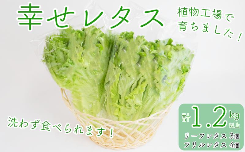 
野菜 詰め合わせ セット レタス 計7個 幸せレタス フリルレタス 4個 グリーンリーフ 3個 水耕栽培 LED 栽培 低菌 野菜 丸ごと ベジタブル 副菜 常備菜 サラダ ヴィーガン ヘルシー
