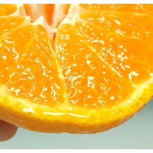 デコ不知火[約5kg]和歌山県有田産春みかん(果実サイズおまかせ)【1223498】