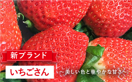 【1月〜3月にお届け・3回定期便】さがほのか・いちごさん（1回4P約1kg） イチゴ いちご 苺 フルーツ 果物 佐賀県産 佐賀産 旬 吉野ヶ里町/リエンサーク [FCC005]