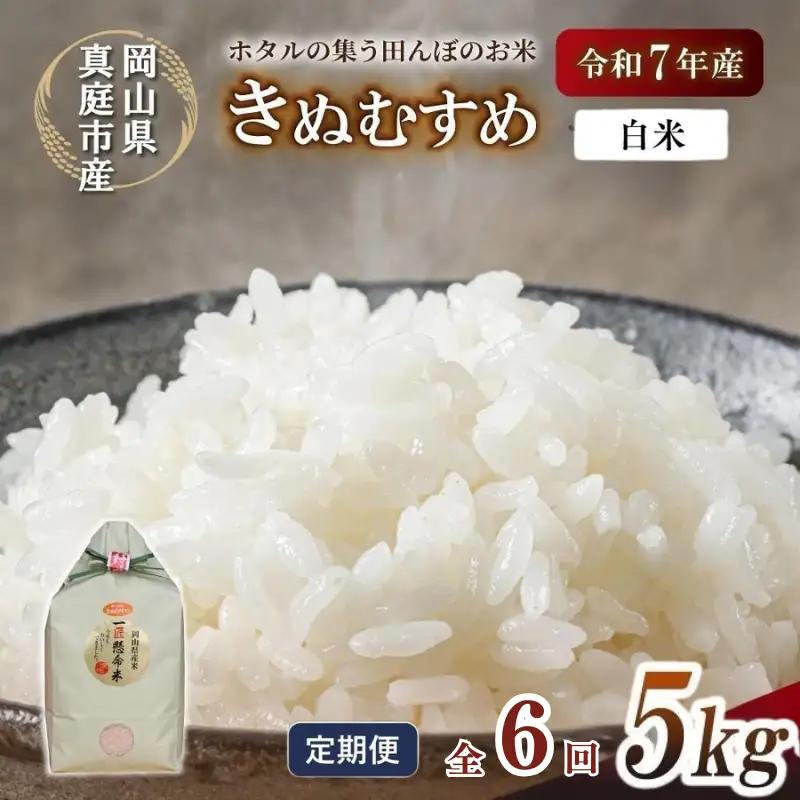＜定期便全６回＞ 米 岡山県産精米 令和8年産きぬむすめ白米５kg×６回定期便 【tkns-tkb014】
