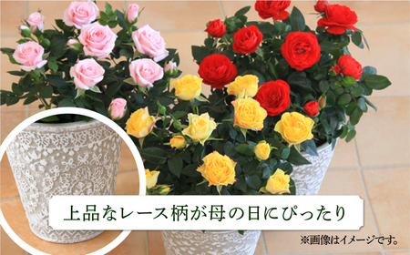 【母の日】ミニバラ イエロー 鉢植え レース柄 産地直送 品種おまかせ のため 訳あり [5月7日～10日 お届け] 四季咲き 花 ガーデニング 生産量 日本一 天皇杯 ※沖縄 離島配送不可 薔薇 セ