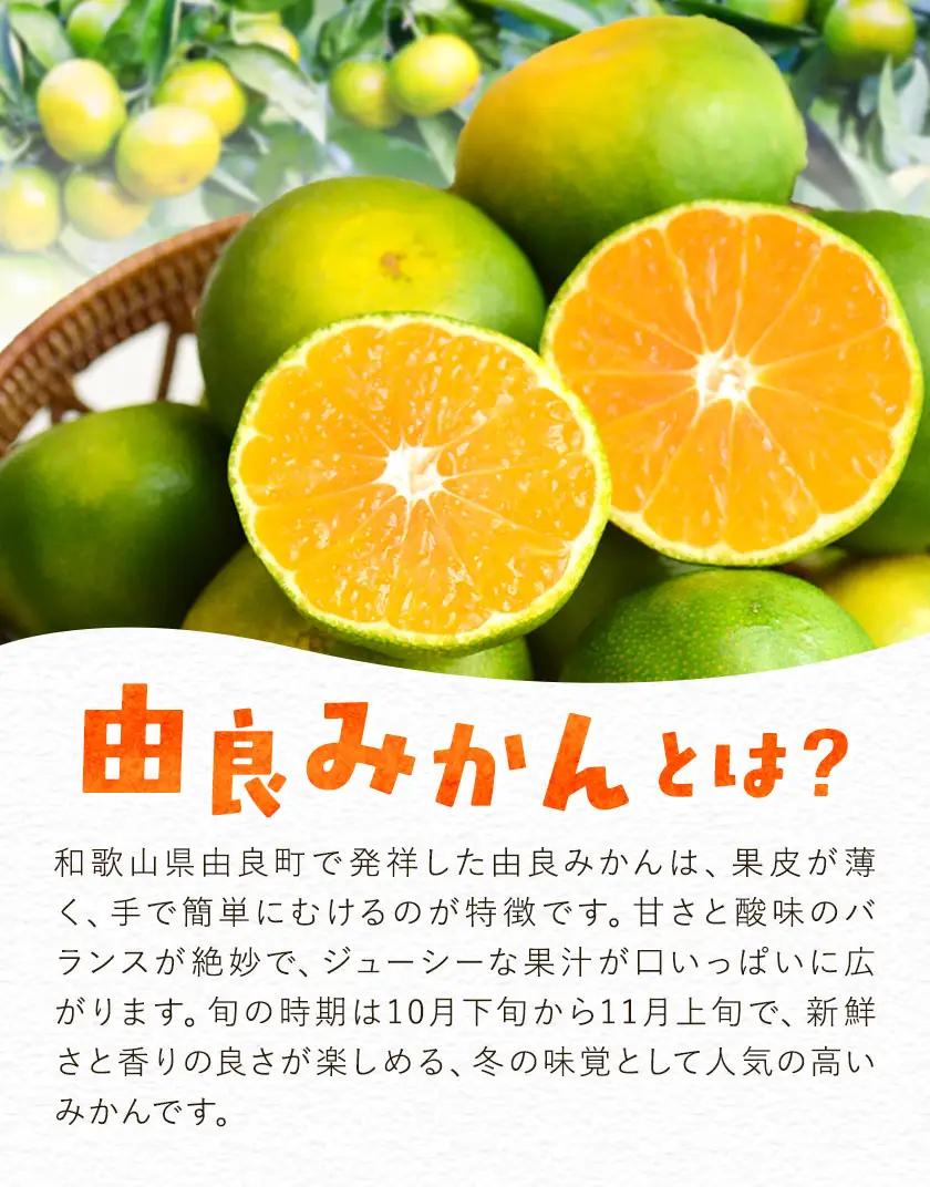 訳あり みかん 由良 早生 みかん ご家庭用 約10kg エイワ商店