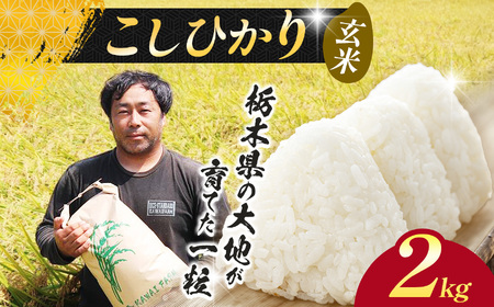 【先行予約】栃木県 下野市 コシヒカリ 玄米 2kg 米 	 																											　米