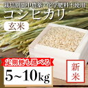 【ふるさと納税】 新米 玄米 コシヒカリ 5kg 10kg 15kg 30kg 60kg 栽培期間中無農薬 | 単品 定期便 3回 6回 | 四国 徳島 小松島 | 令和6年産 おいしい お米 米 こめ おこめ 国産 ごはん ご飯 ゴハン 人気 おすすめ TKG 卵かけご飯 おにぎり おむすび いのち育む田んぼ米