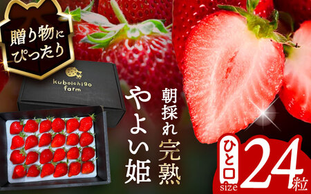 【先行予約】 ＼毎年12月より順次発送／ やよい姫 24粒 果物 いちご フルーツ 愛西市 / くぼ苺農園 【配達不可：北海道・沖縄・離島】[AECJ014]