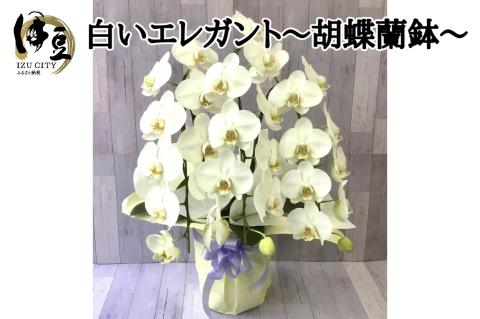 白いエレガント胡蝶蘭鉢