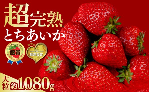 いちご 選手権金賞農園の 厳選&完熟&朝摘み とちあいか 大粒 約270g × 4パック 合計 約1080g【3月以降発送 | いちご イチゴ 苺 とちあいか とちおとめ 第2回いちご選手権金賞 ブランドいちご ストロベリー 完熟 甘い あまい 果物 フルーツ くだもの 旬 産地直送 栃木県産 鈴木ファーム 栃木県 茂木町