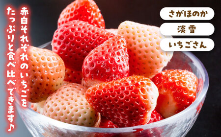 【先行予約】【6回定期便】プレミアム！ いちご食べ比べ /  いちご イチゴ 苺 いちご イチゴ いちご いちご [IAP023]