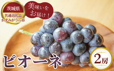 【先行予約】ピオーネ　700g×2房　かすみがうら市産【茨城県共通返礼品 かすみがうら市】 No.806