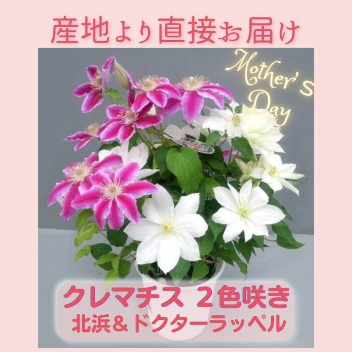 【ふるさと納税】【先行予約】【長谷川園芸】クレマチス6寸2色咲き〔北浜×ドクターラッペル〕1鉢 【母の日 ギフト プレゼント 贈答 花のある生活】(AT214)