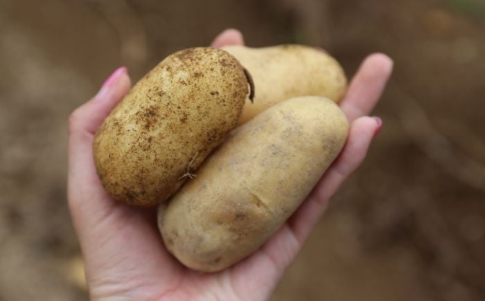  厚真ファームが低農薬にこだわり、丹精込めてつくった「メークイン」