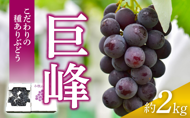 こだわりの種あり巨峰　約2kg（2025年 先行予約）ぶどう