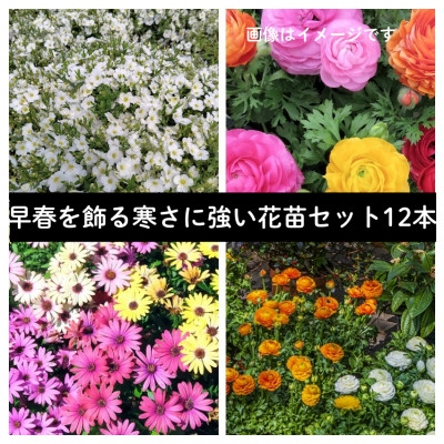 
                  早春を飾る花苗セット【3月発送】12ポット【1625231】
                