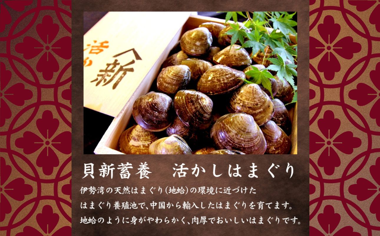 貝新畜養 活かしはまぐり （極上サイズ）2kg 木箱入りはまぐり ハマグリ 蛤