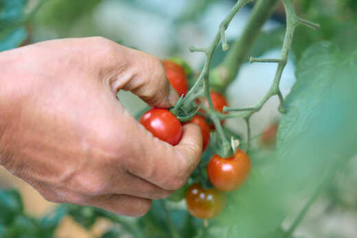 【定期便全3回 1月・3月・6月にお届け】 フルーツミニトマト 『 くれまるこ 』 1.2kg フルーツトマト ふるーつとまと とまと トマト 甘い 濃厚 美味しい 箱詰め 高知 久礼 宇井農園 3回
