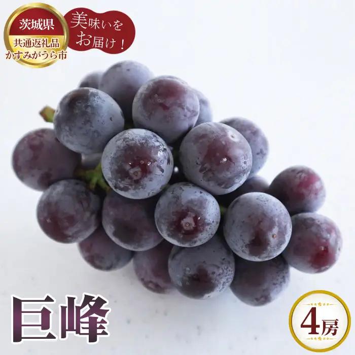 【先行予約】巨峰　4房【茨城県共通返礼品 かすみがうら市】 No.602