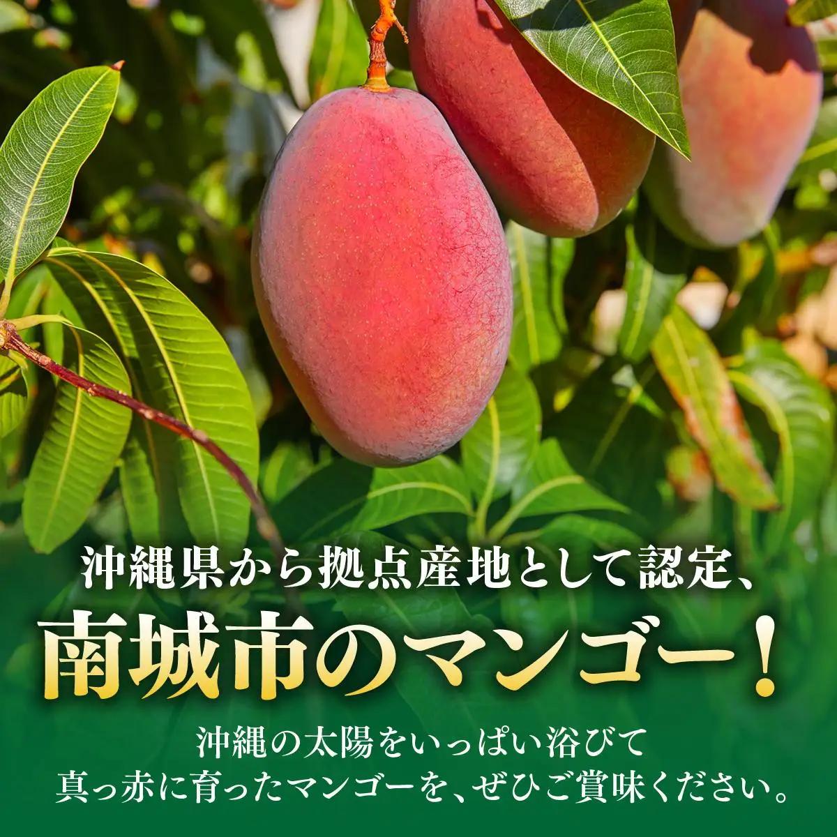 アップルマンゴー上品 約1.8kg（3～5玉）化粧箱   