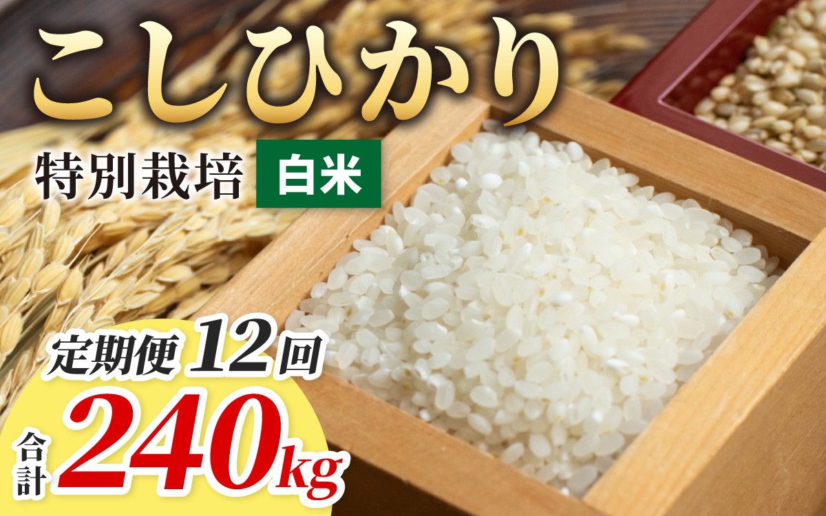
                  【令和7年産】【12ヶ月定期便】こしひかり 20kg × 12回 計 240kg【白米】減農薬・減化学肥料 「特別栽培米」
                