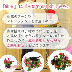 C052 宿根草 「ヒューケラ 花うるる ハンギング 寄せ植え」Mサイズ(多年草 ドルチェ カラーリーフ 寄植え ハンギングバスケット 春 夏 秋 冬 屋外 玄関 おしゃれ ギフト ガーデニング 誕生