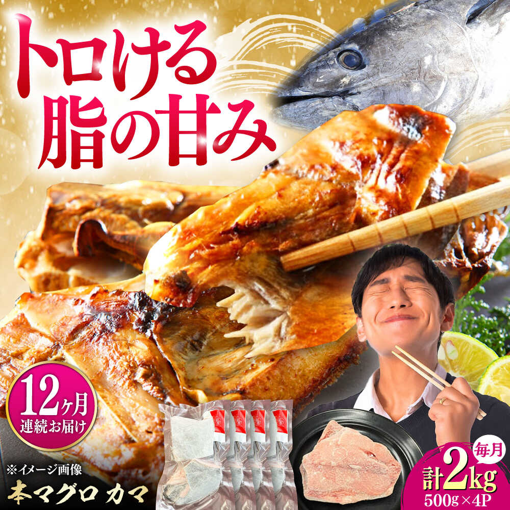 【ふるさと納税】【全12回定期便】対馬産 本マグロ カマ 2kg ≪対馬市≫【桐谷商店】 トロの華 対馬 新鮮 マグロ かま 鮪[WAQ106]