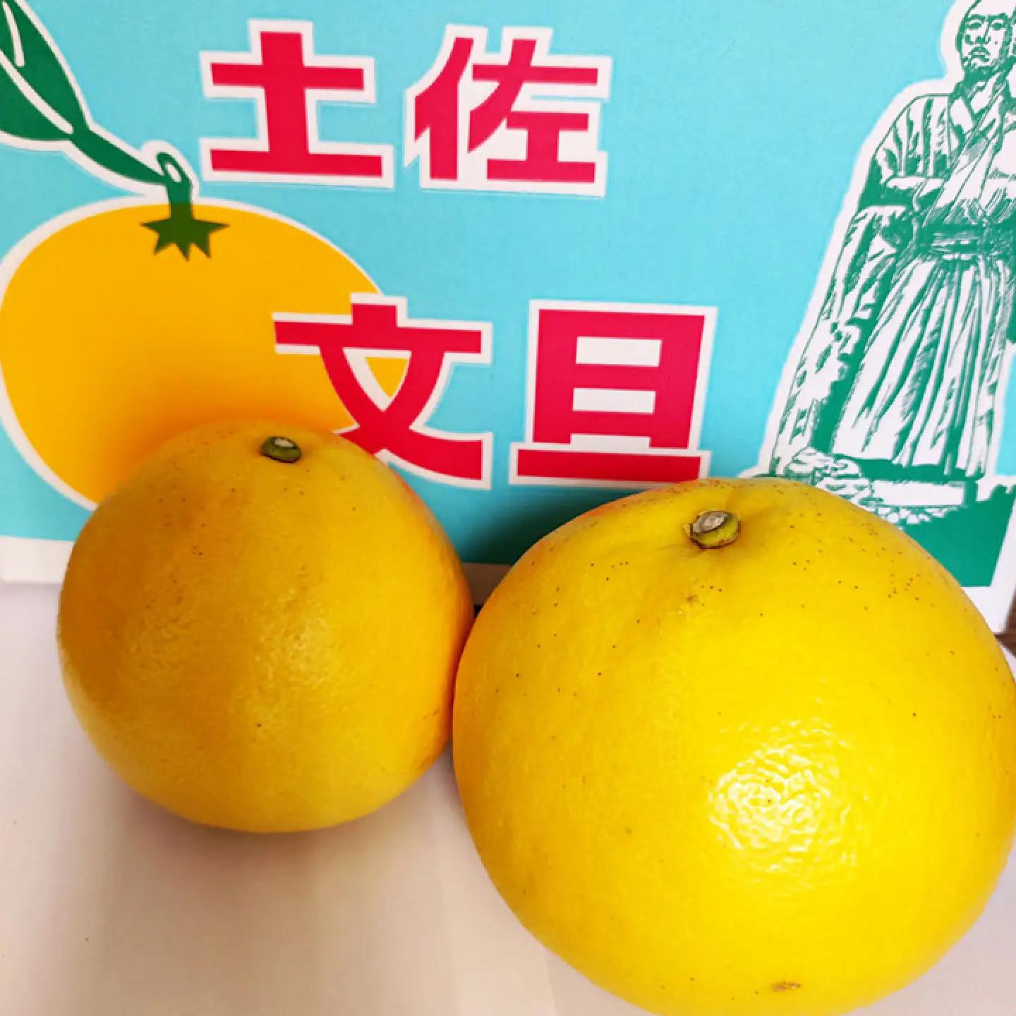 【先行予約】土佐文旦 小玉 家庭用 約5kg （M-Lサイズ：11-15玉入り） 文旦 ぶんたん ブンタン 柑橘 フルーツ デザート 果物 ご当地 人気 名産＜2027年1月下旬から順次発送＞【玉木農