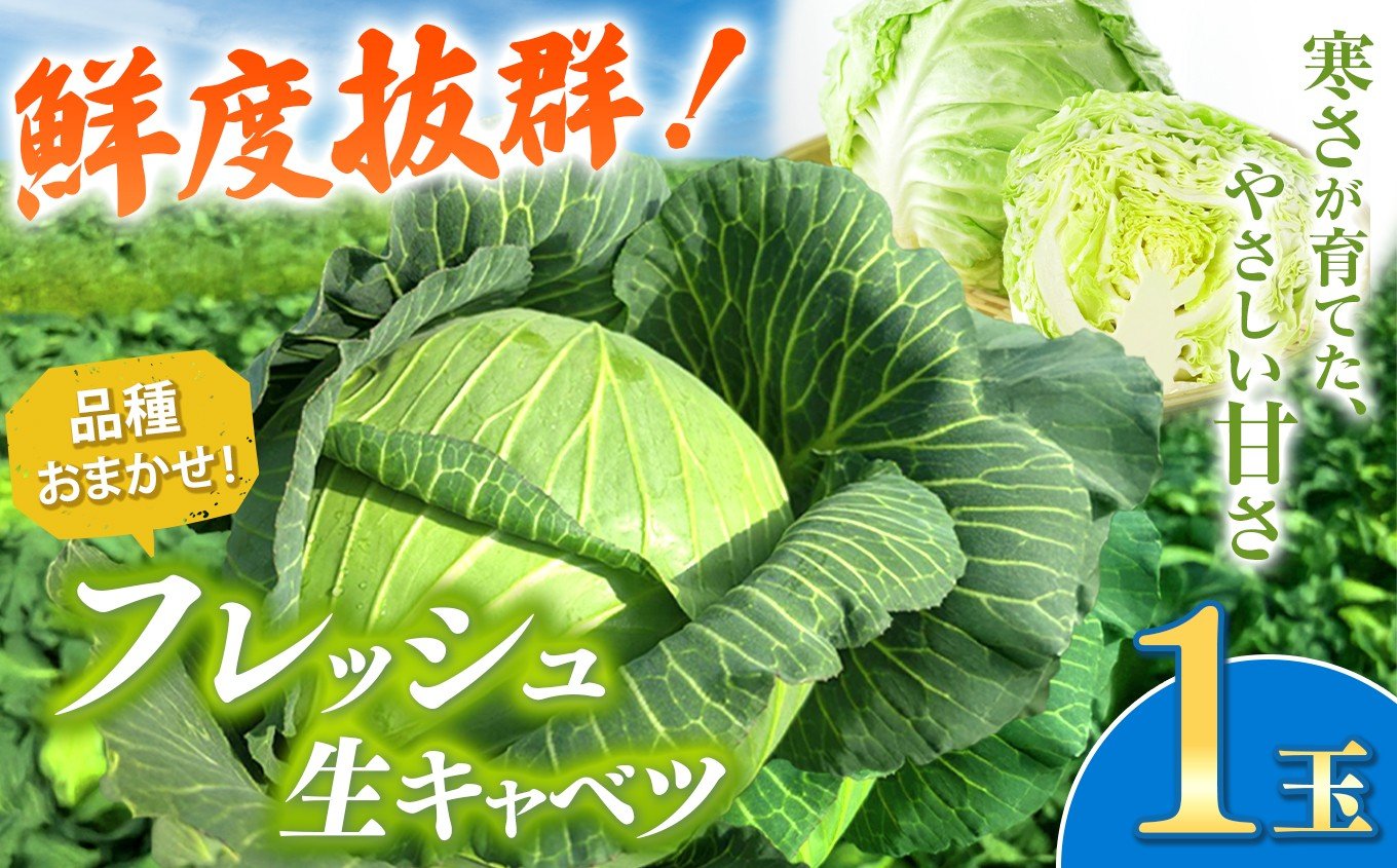 
            キャベツ 1玉 鮮度抜群！ 農業家が手がける旨味な きゃべつ  | うの福商店 うのふく とろける 味自慢 フレッシュ 新鮮 ロールキャベツ 存在感 回鍋肉 煮込み料理 千葉県 君津 きみつ
          