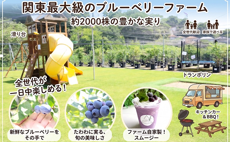 ブルーベリー 狩り 体験チケット 1名様分 40種 採れたて フルーツ 果物 入園券 フルーツ狩り 果物狩り カップル 夫婦 友人 友達 子連れ 子供 子ども 休日 ぶるーべりー 関東 東京 千葉 埼玉 近郊 ジャム お出かけ 観光 buru-beri- berry 藤沢ブルーベリーファーム 湘南 藤沢 神奈川