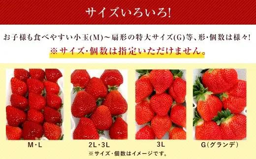 【3回定期便】 うるう農園のあまおう サイズ色々6パック （計約1710g） 【2027年2月上旬～4月下旬発送予定】 あまおう いちご 苺 果物 フルーツ 定期便 冷蔵 福岡県 太宰府