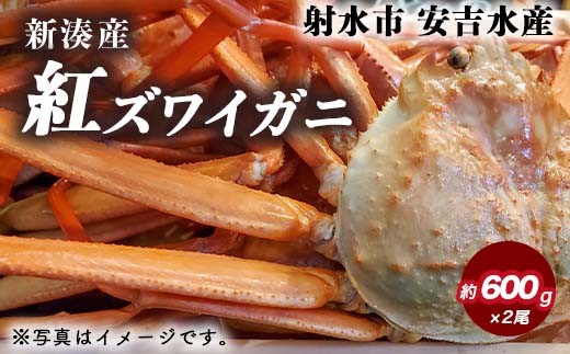 
                  紅ズワイガニ 約600g×2尾【安吉水産】｜ずわい蟹 ずわいガニ ズワイガニ 紅ズワイガニ 紅ずわいがに カニ 蟹 かに かにしゃぶ カニしゃぶ 蟹しゃぶ かに鍋 カニ鍋 蟹鍋 かに味噌 カニ味噌 かにみそ 魚貝類 魚介類 ボイル 海鮮 新鮮 国産 富山県産 富山湾 北陸
                