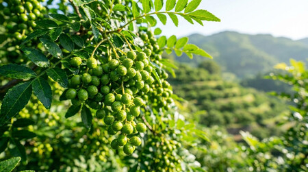 生二味（山椒胡椒）10g