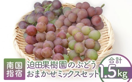 【2025年8月上旬～順次発送】迫田果樹園のぶどう 指宿産ぶどうのおまかせミックスセット約1.5kg(迫田果樹園/A-428) ブドウ 葡萄 果物 フルーツ 果実 果樹園 食べ比べ 食べくらべ 詰合せ つめ合わせ