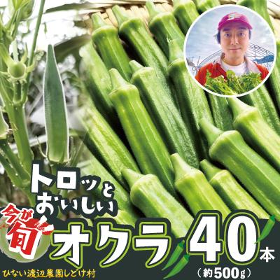 ふるさと納税 大館市 トロッとおいしいオクラ＜40本、約500g＞