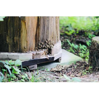 ふるさと納税 下仁田町 希少!純粋日本みつばちの蜂蜜1200g |  | 02