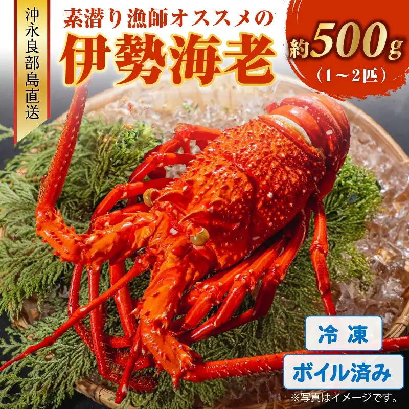 沖永良部島 直送 ！ 素潜り漁師 オススメ の ボイル済み 冷凍 伊勢海老 約 500g （ 1 ～ 2匹 ）！ W030-017 海鮮 エビ