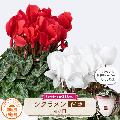 
                  過去に農林水産大臣賞等複数受賞…シクラメン　赤色+白色5号鉢(直径15cm)×2鉢セット、底面給水鉢【1220890】
                