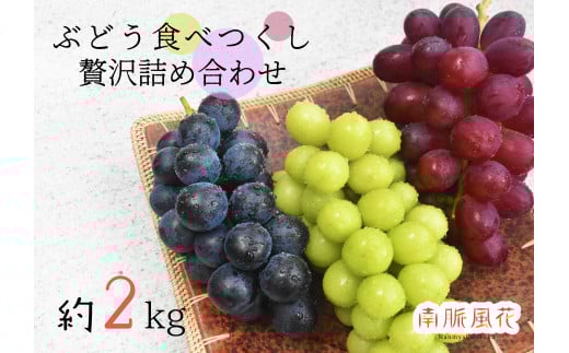 ＜2025年発送分先行予約＞皮ごと食べられる！希少ぶどう3色特別詰め合わせ約2.0㎏ ALPAJ009