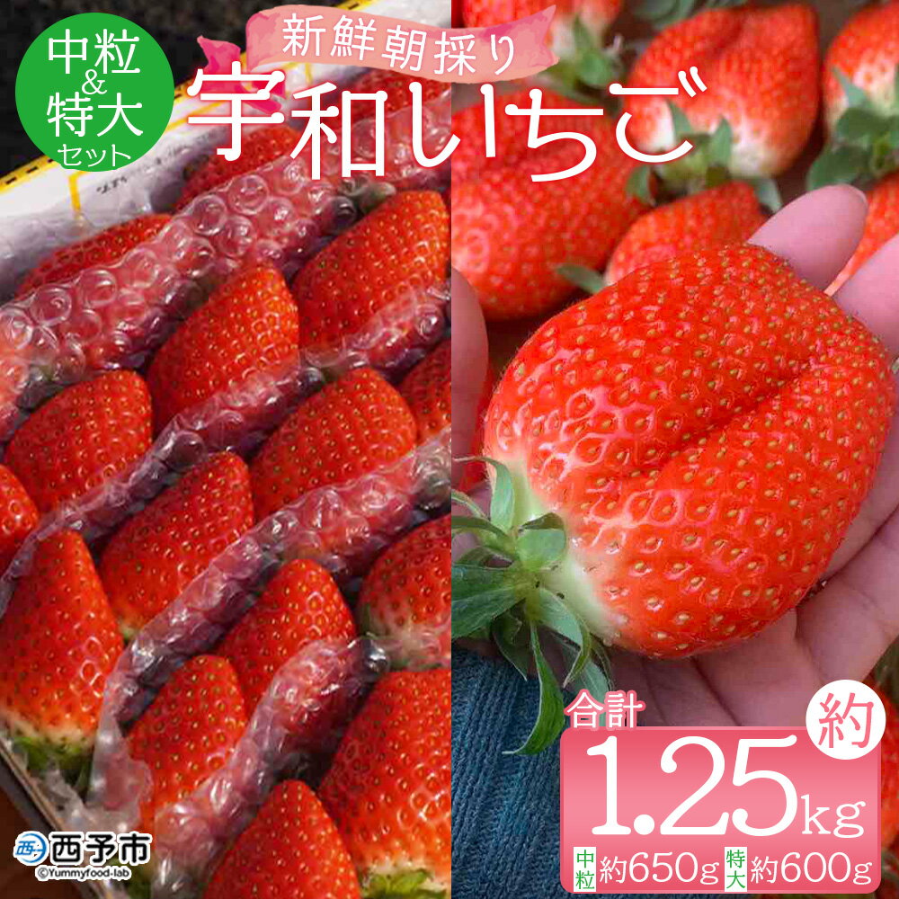 【ふるさと納税】＜農家厳選 新鮮朝採り 宇和いちご 中粒＆特大セット（各1箱 合計約1.25kg）＞イチゴ 苺 果物 フルーツ くだもの ストロベリー かおりの かおり野 直送 かんちゃん農園 愛媛県 西予市【冷蔵】『2025年2月上旬～5月末迄に順次出荷予定』