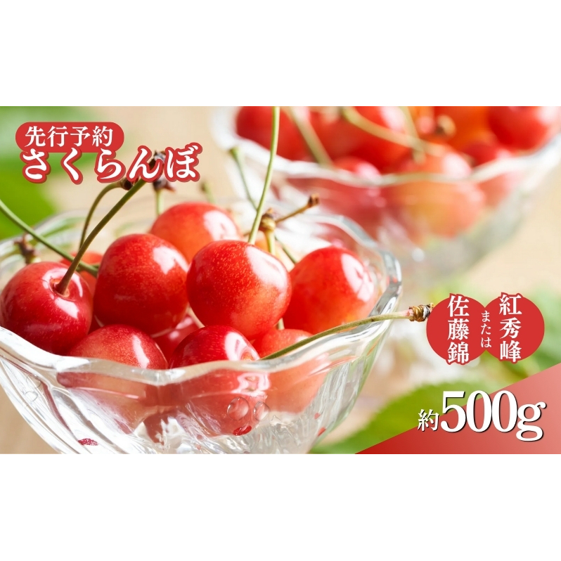 2026年産 さくらんぼ 約500g　オンライン決済限定 果物 フルーツ デザート チェリー 佐藤錦 紅秀峰 