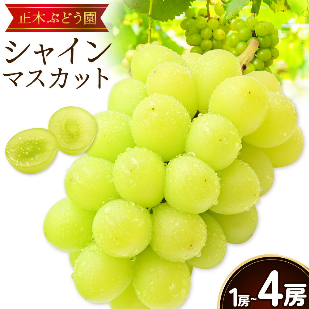 【ふるさと納税】＜令和7年発送！＞ シャインマスカット1房 2房 4房 正木ぶどう園《9月上旬‐10月下旬頃出荷》徳島県 美馬市 ブドウ 葡萄 マスカット 果物 フルーツ ギフト 送料無料