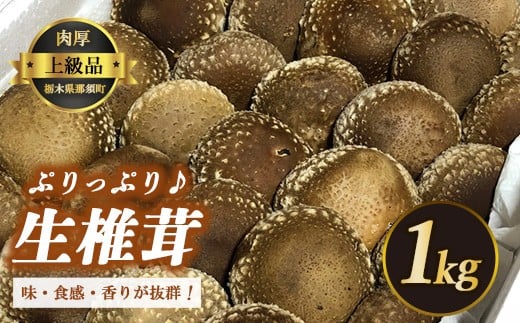 
生しいたけ〔B-25〕≪シイタケ 椎茸 きのこ 野菜 ≫
