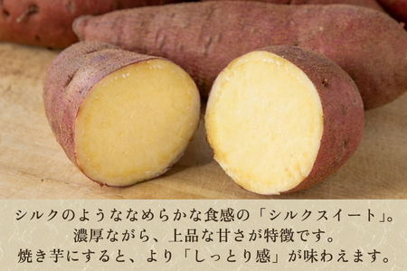 【七谷産】シルクスイート 5.5kg（M～LLサイズ）さつまいも《順次発送》人気品種 しっとり食感と濃厚な甘み 低温熟成 蒸し芋や焼き芋、スイートポテトなどのスイーツに 加茂市 YAGOROU ヤゴロ