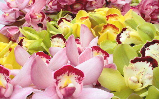 【ふるさと納税】洋らん シンビジューム「切り花ミックス」（大）　生花 花 お楽しみ 季節 限定 高知県 越知町 送料無料