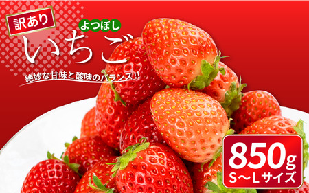 訳あり いちご よつぼし 850g いちご いちご いちご