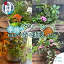 【ふるさと納税】 寄せ植え 観葉植物 おまかせ アレンジメント セラミス 季節のグリーン 室内用 1セット 6～8点程度 説明書付 鉢 すぐに飾れる 焼津 a27-010